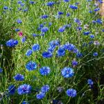 Fleurs - Centaurée Bleuet Bleue - face recto